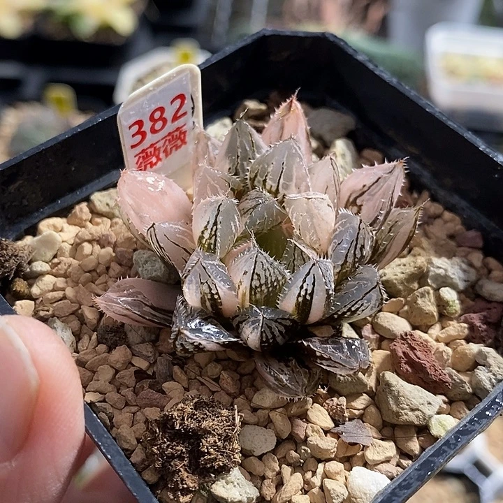 382楼兰玉露锦一物