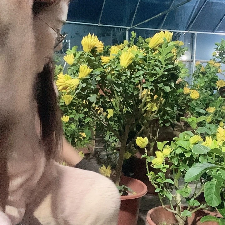 完全开放佛手上新佛手上新