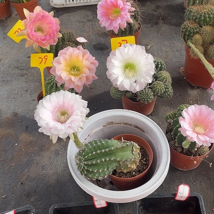 仡***缘嫁接8号和嫁接19号