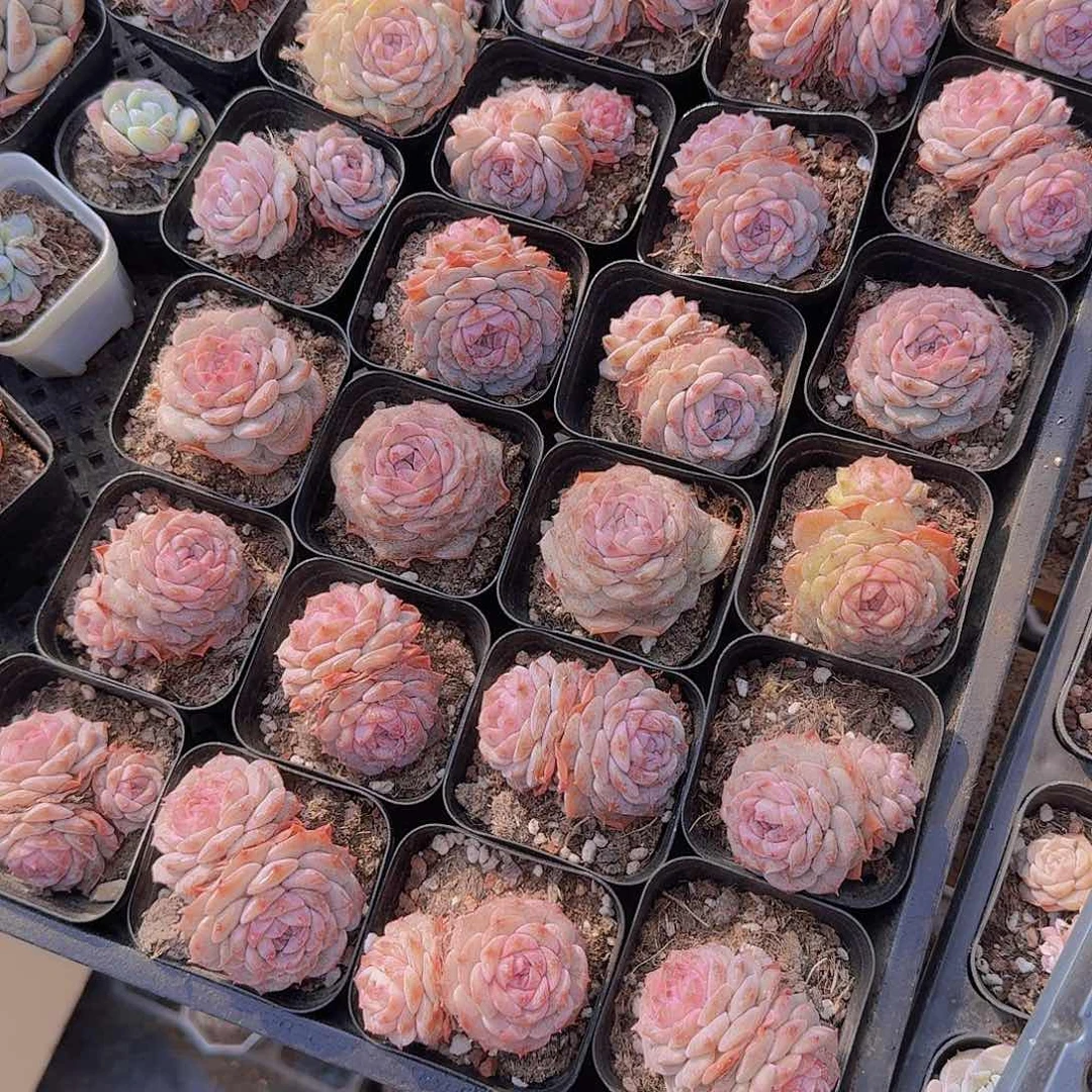 冰糖雪梨28颗一组