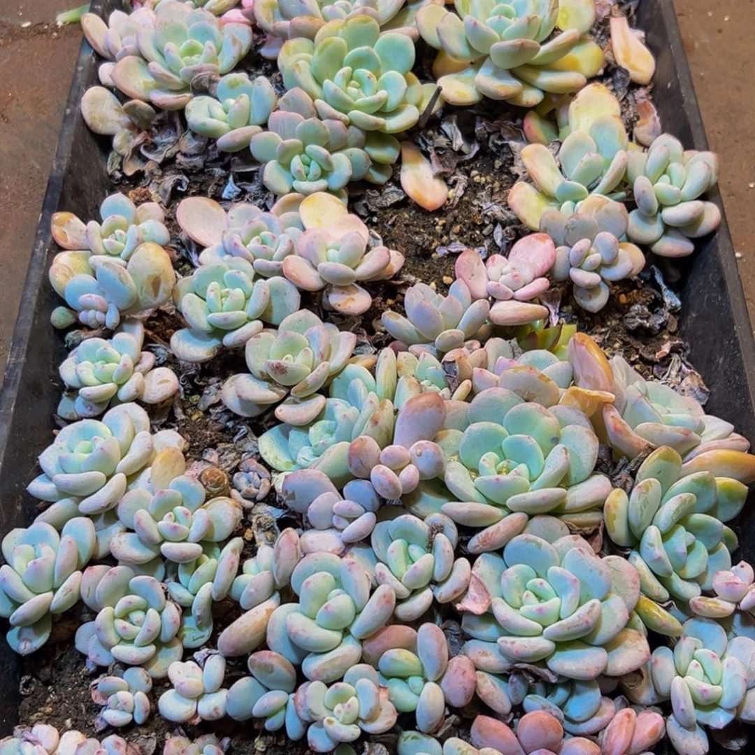 297脱土发货了吗我的2