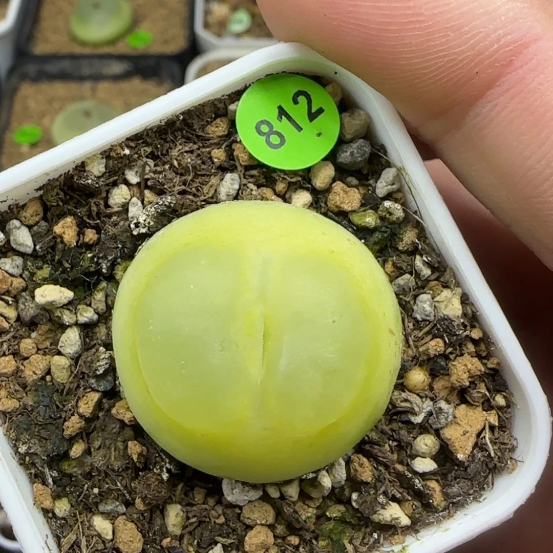 拉登2.7多肉植物812