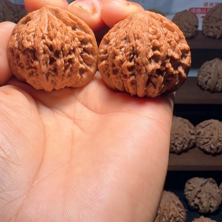 枞***慢秦岭野生流星雨狮子头