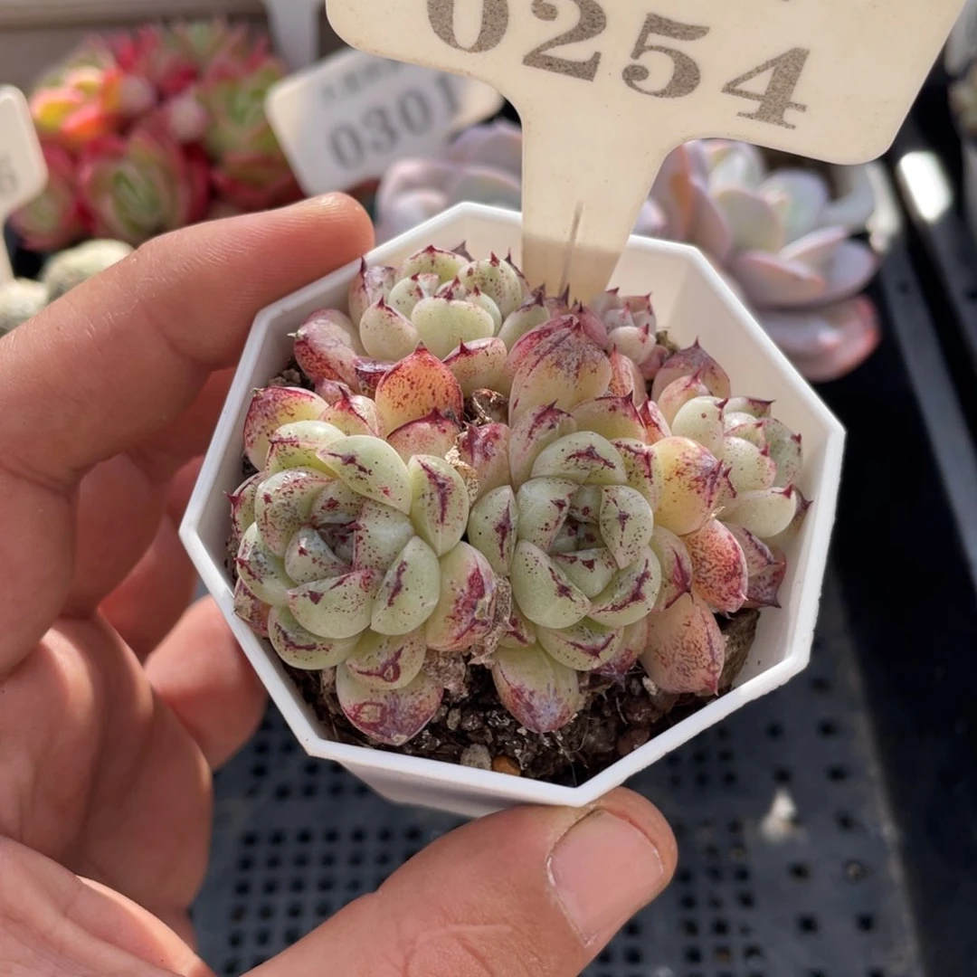 0254赤水晶不带盆6厘米