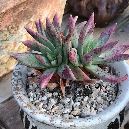 伊静思仙女棒仙女棒