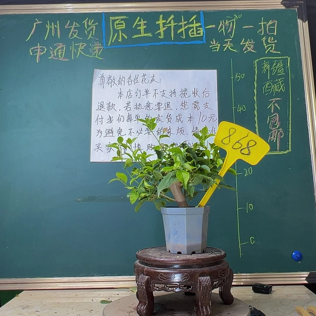 当前无花栽培后可以开花盲盒大宝 868
