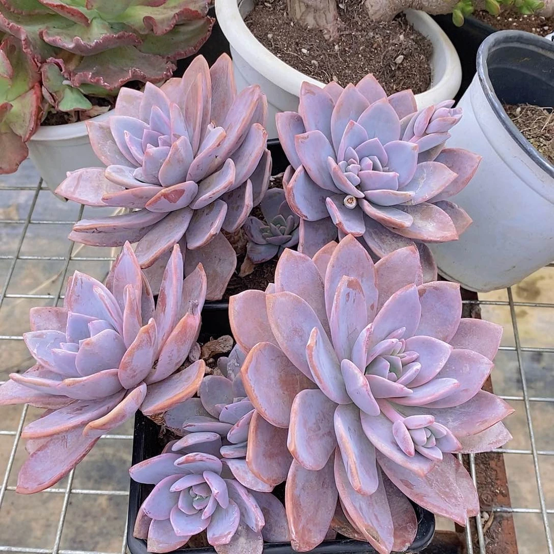 红茶大双头起发老桩大盆