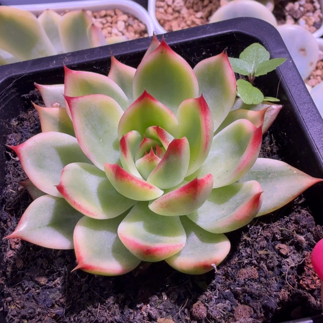 桃花锦腹欧你锦一颗多肉