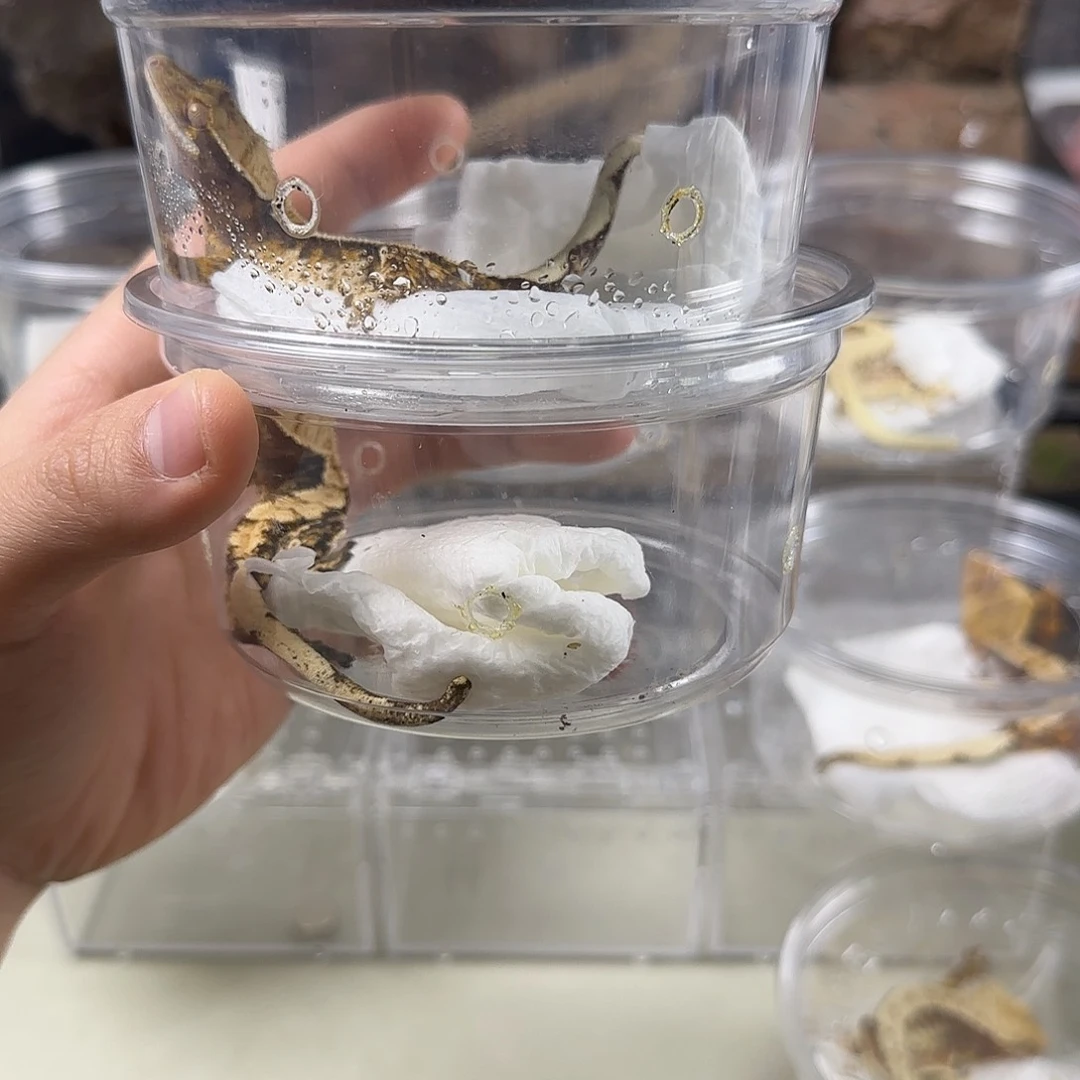 睫角守宫超级三色三选一