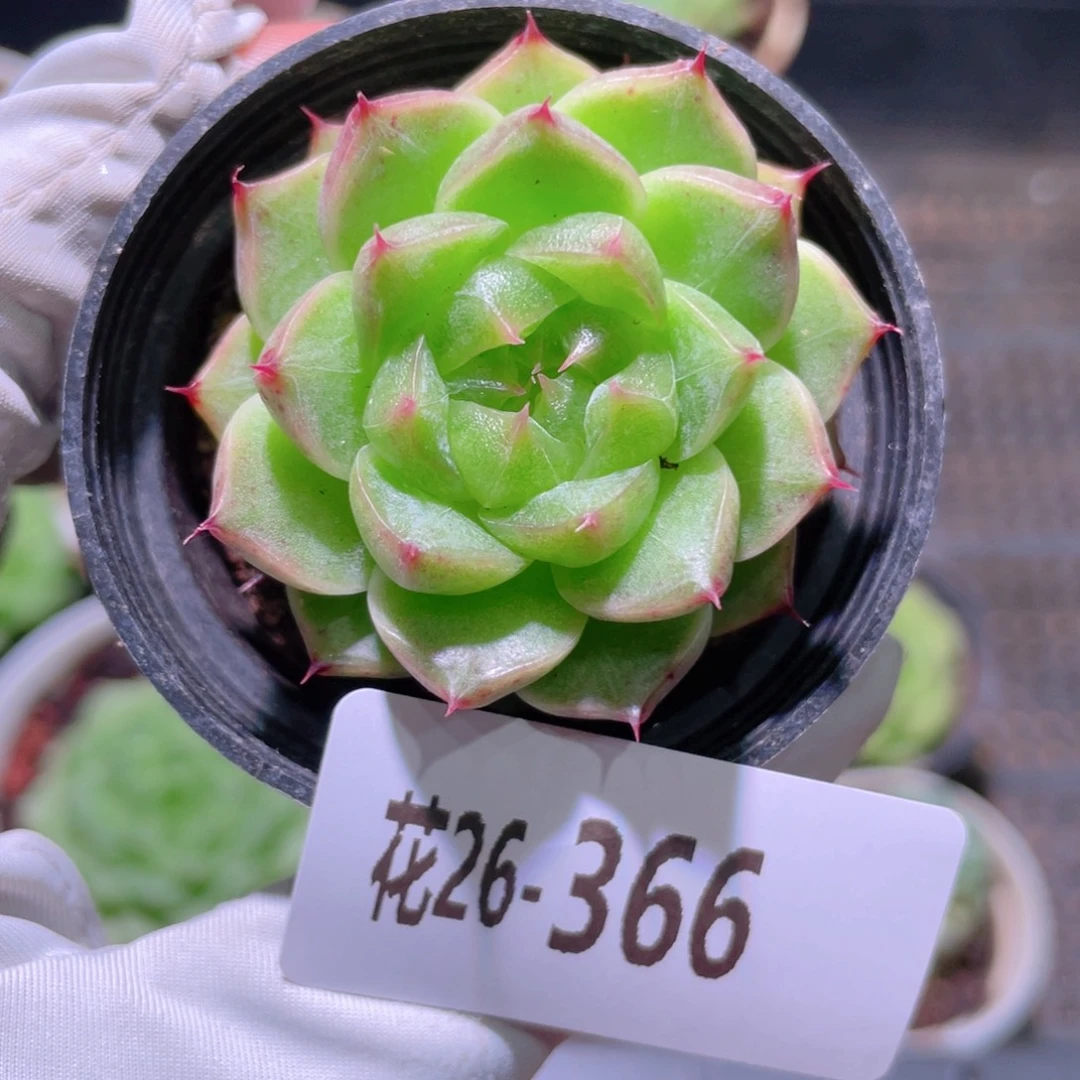 花利美26-366海王