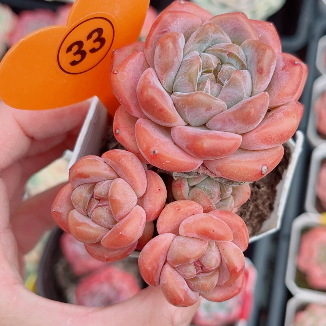 33号小老桩糖心群