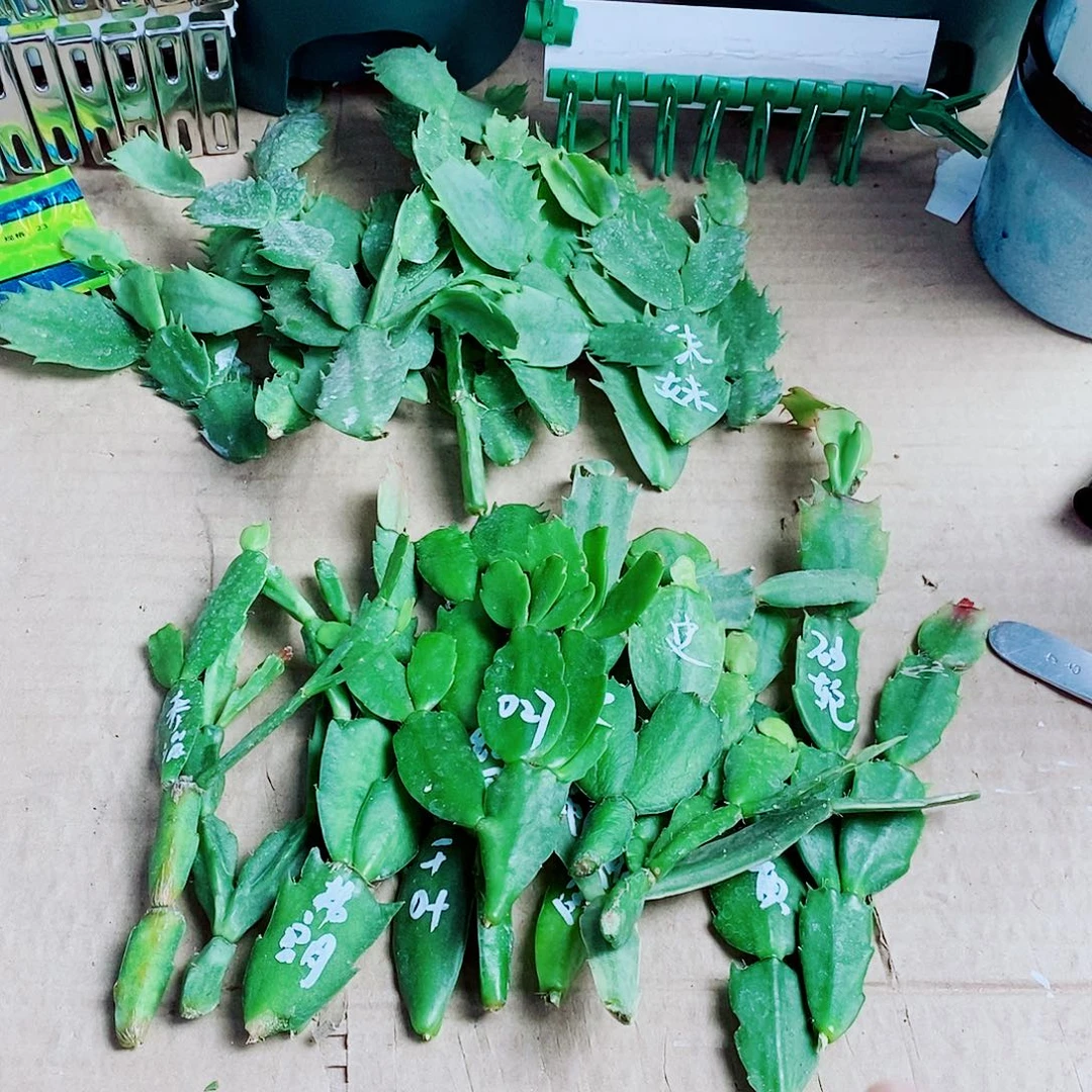 不****无花朵叶片福利一物一拍