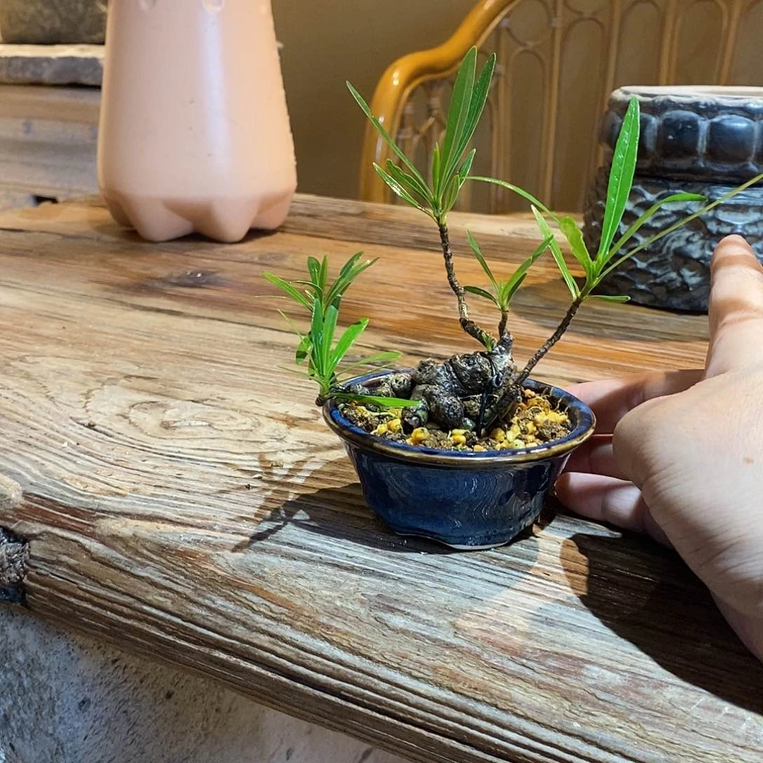 无花朵轻**杨栀子花