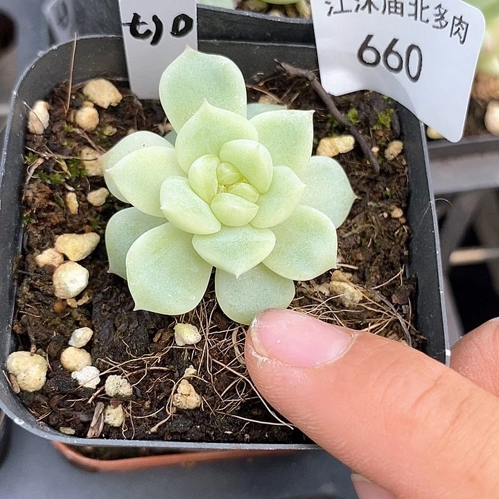 标签660黄甜心t10一个多肉