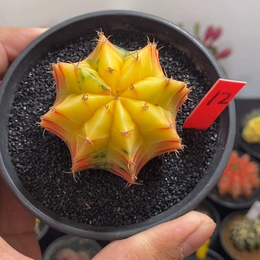 精品米哈——带盆土发货
