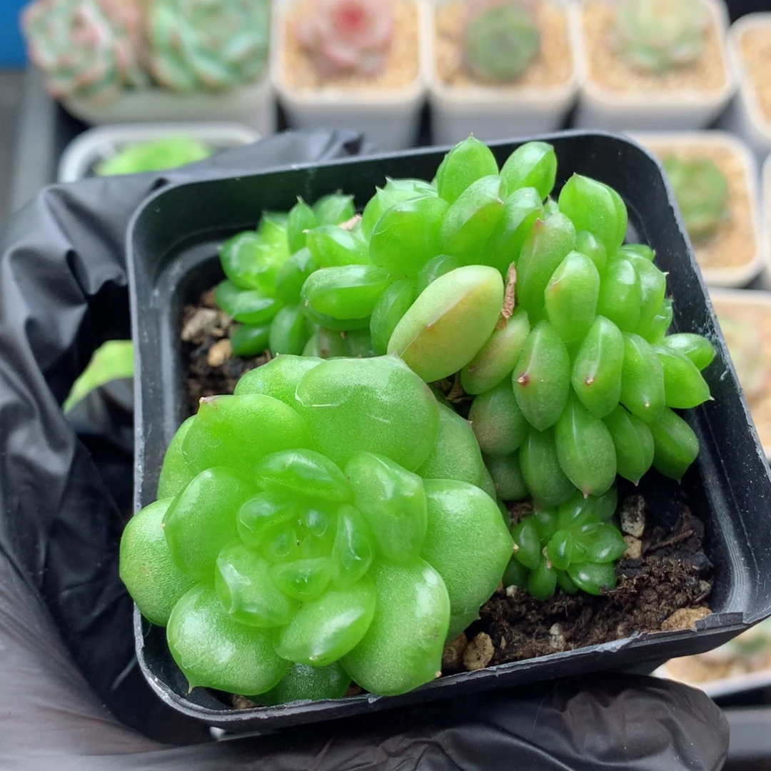 58包邮  群生不包整灯泡珍妮65