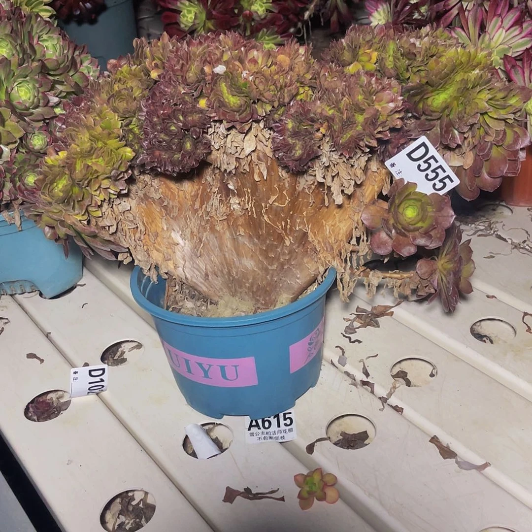 万圣节7/51包邮法师