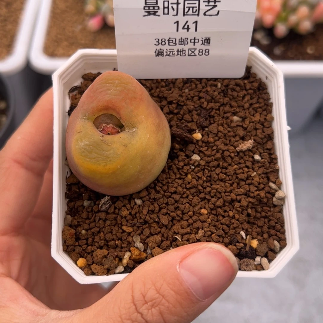 完***美141号毛2.8多肉植物