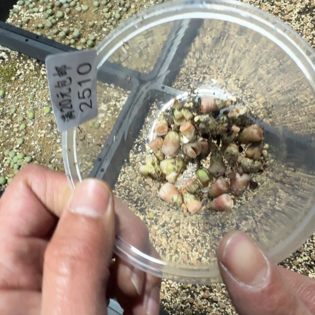 心**程2510 小热唇一组