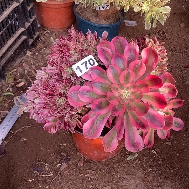 170红女巫老庄缀化特价