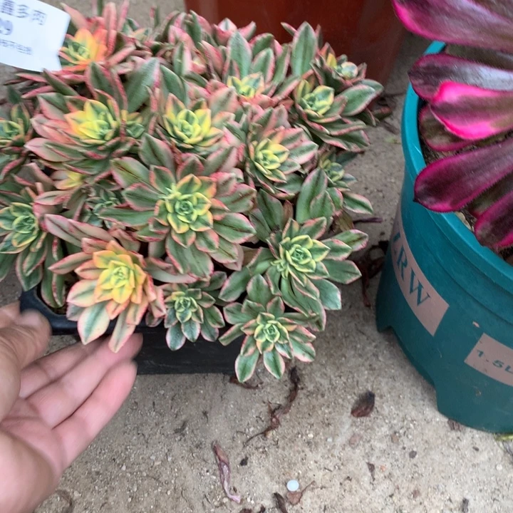 流****329甜茶多肉植物特价