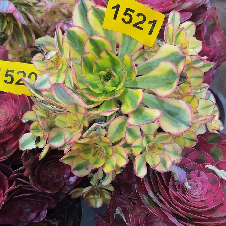 多肉植物太阳神1521