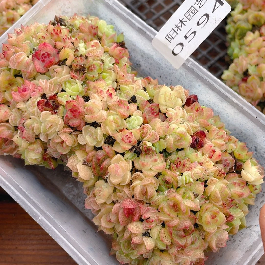 多肉植物多肉植物594