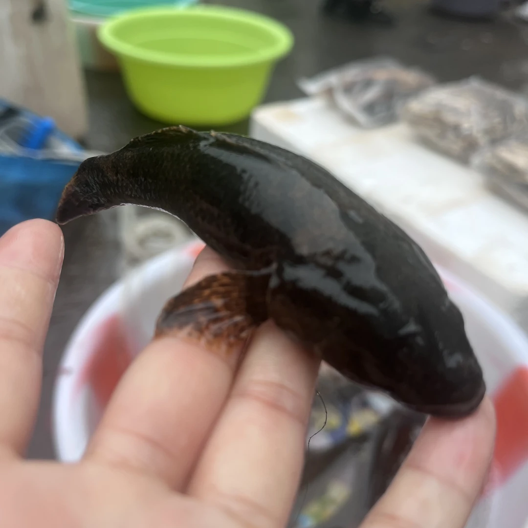 火车头新鲜淡水鱼顺丰包邮