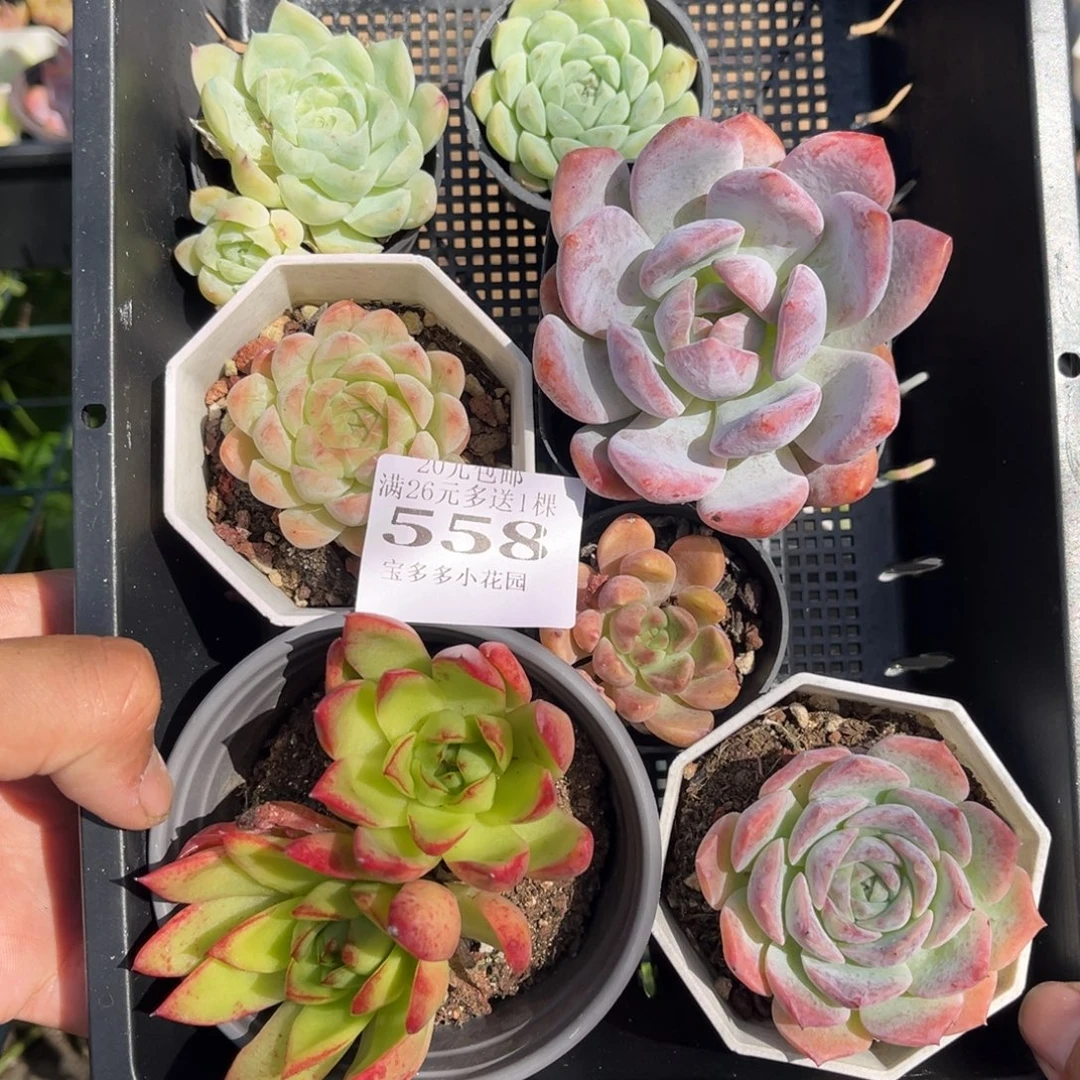 558 微瑕疵框一物一拍满20包邮满26多送一颗下午发货