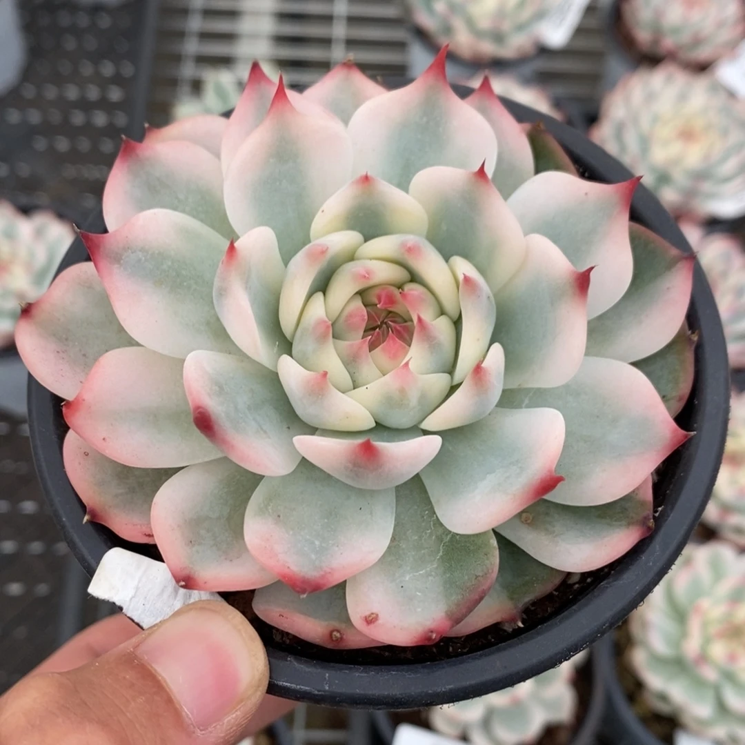吉娃娃锦多肉植物8605