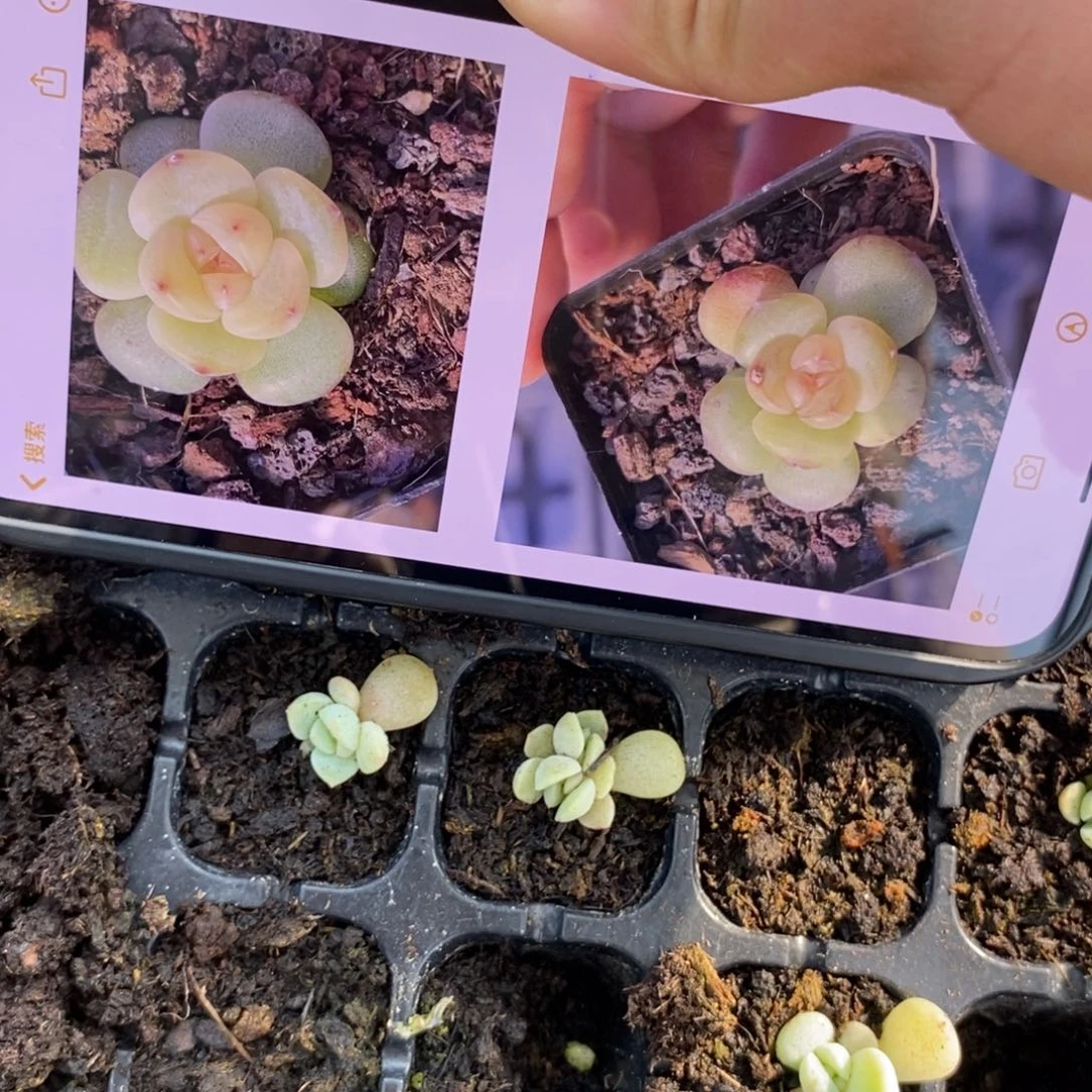 穴盘冰梦珍妮叶插小小苗一个多肉