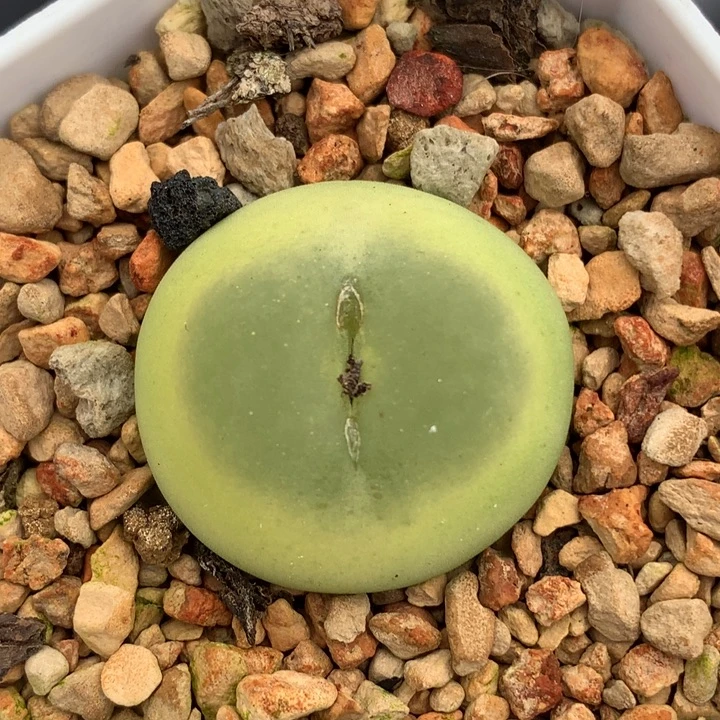 精品多肉植物精品多肉