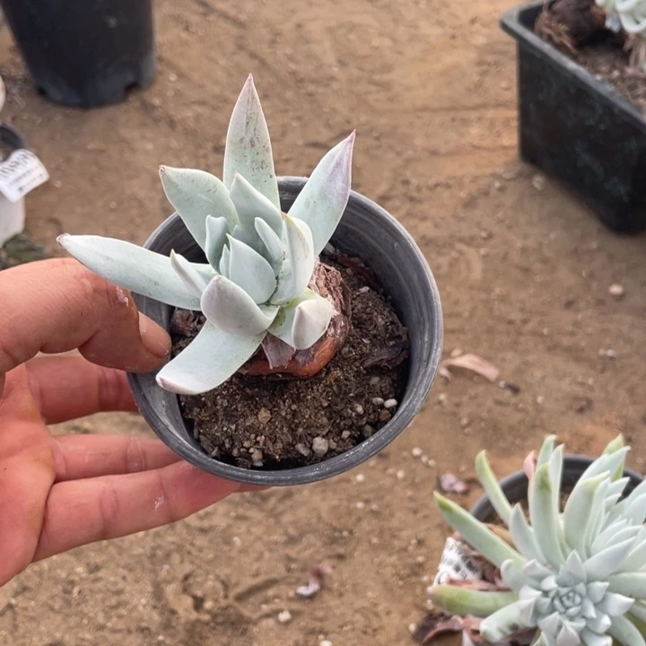 ༄***ろ121号苹果杂多肉植物