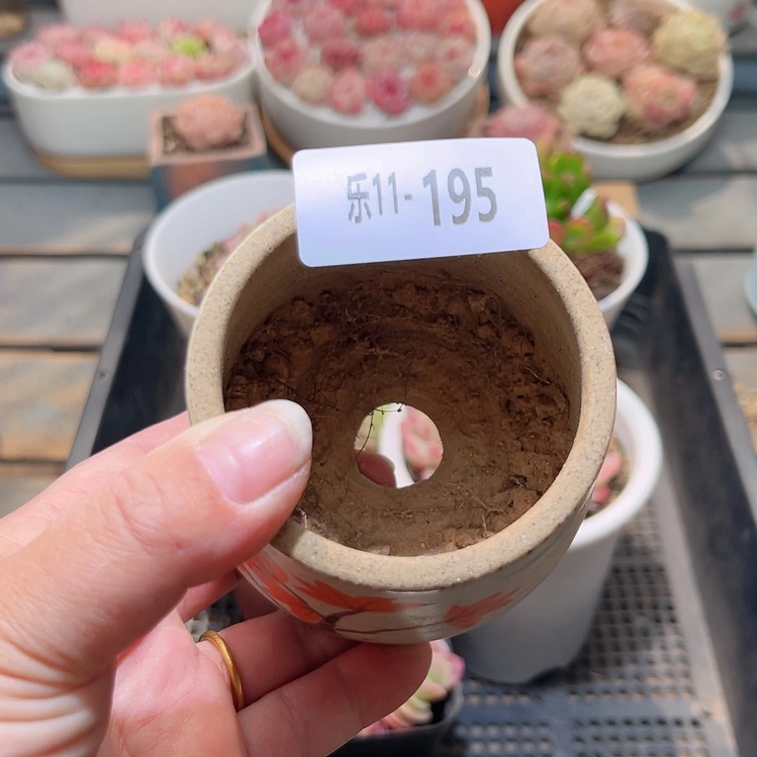 乐11-195 花盆一个