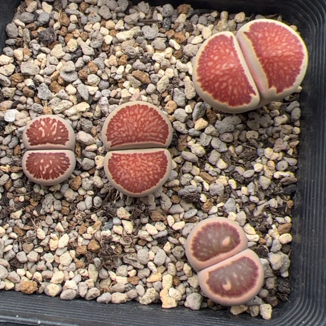 0434号 清盆多肉植物