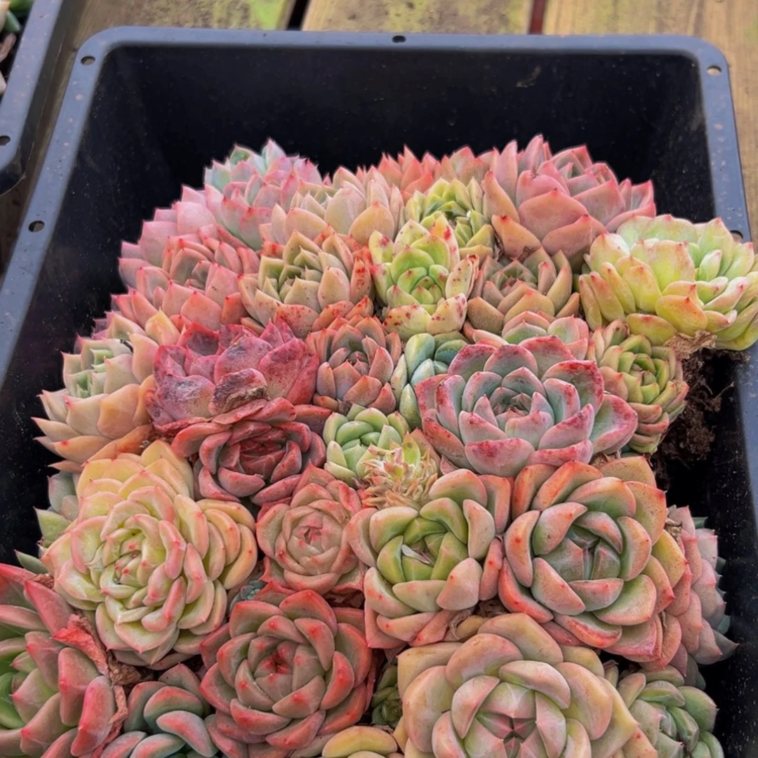 114多肉植物的生长发育和