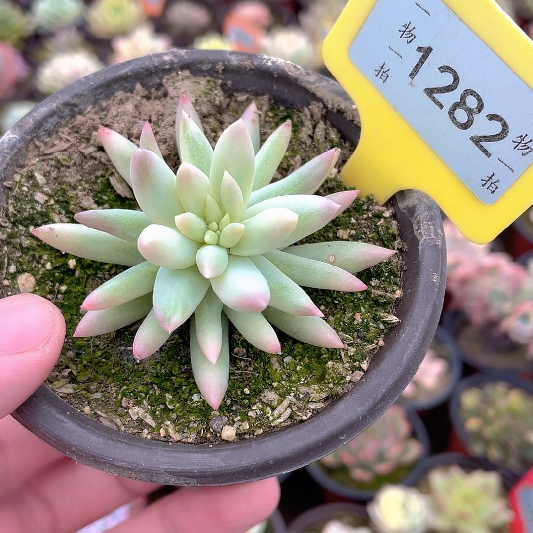 树冰锦1282号多肉