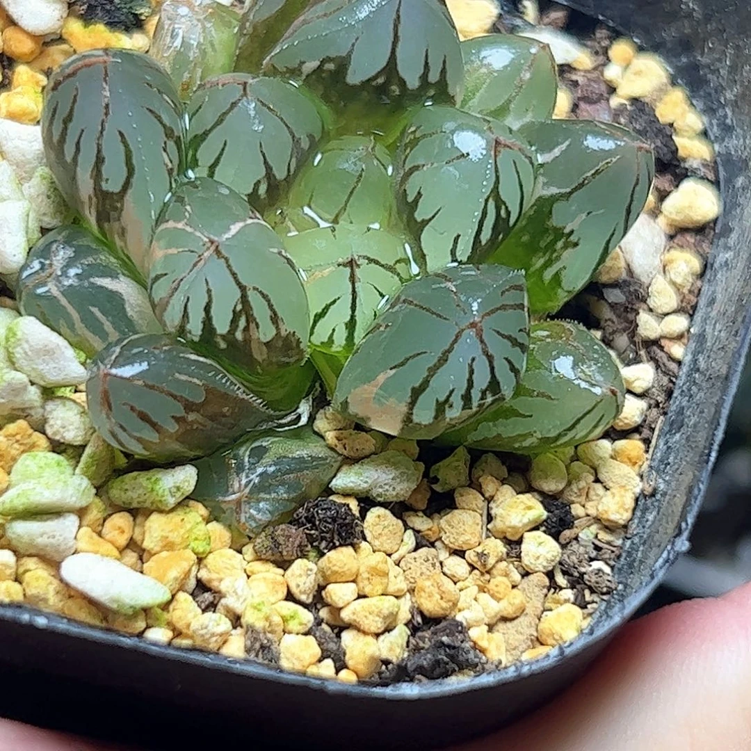 水晶灯锦十二卷多肉