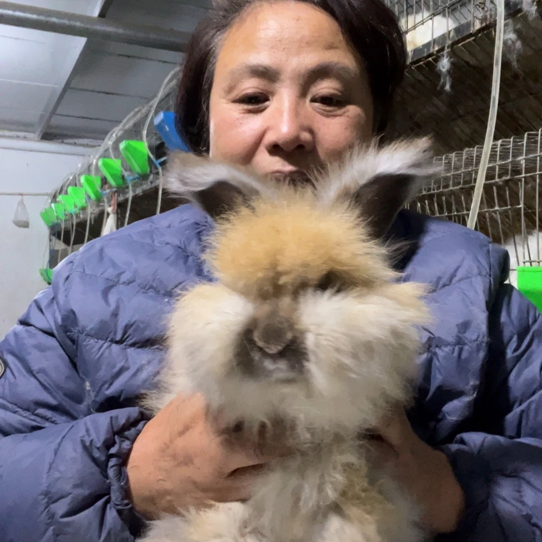 宠物兔英系安哥拉兔