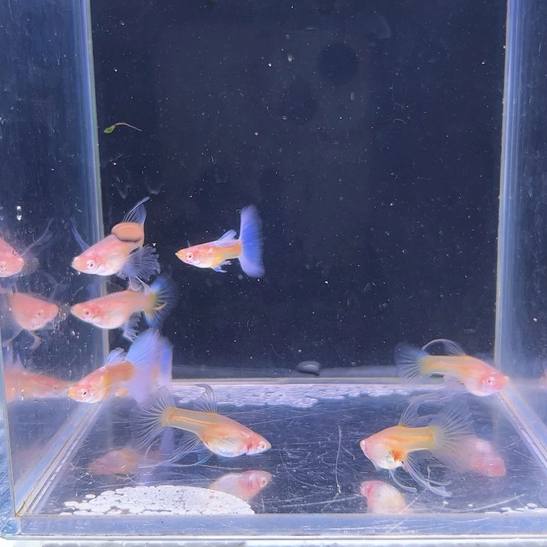 孔雀鱼蓝白绣球子代8条