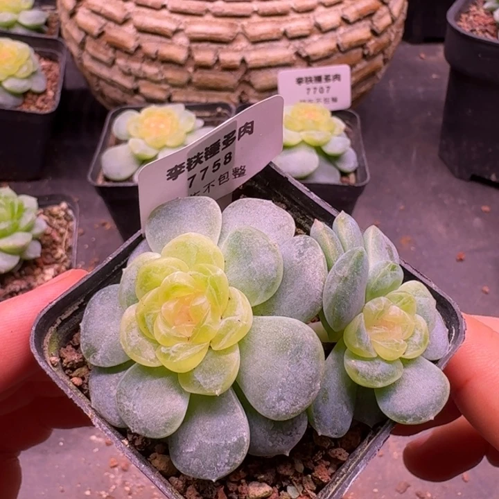 7758火烈鸟一物一拍5cm盆