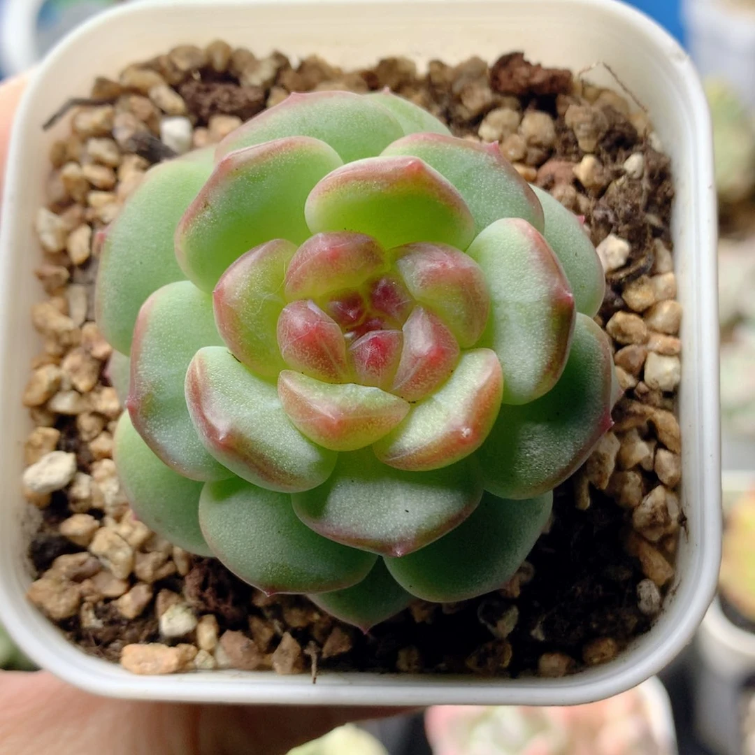 58包邮  群生不包整 25