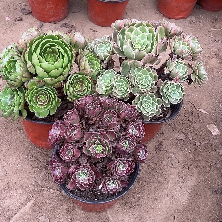 492多肉植物组合，