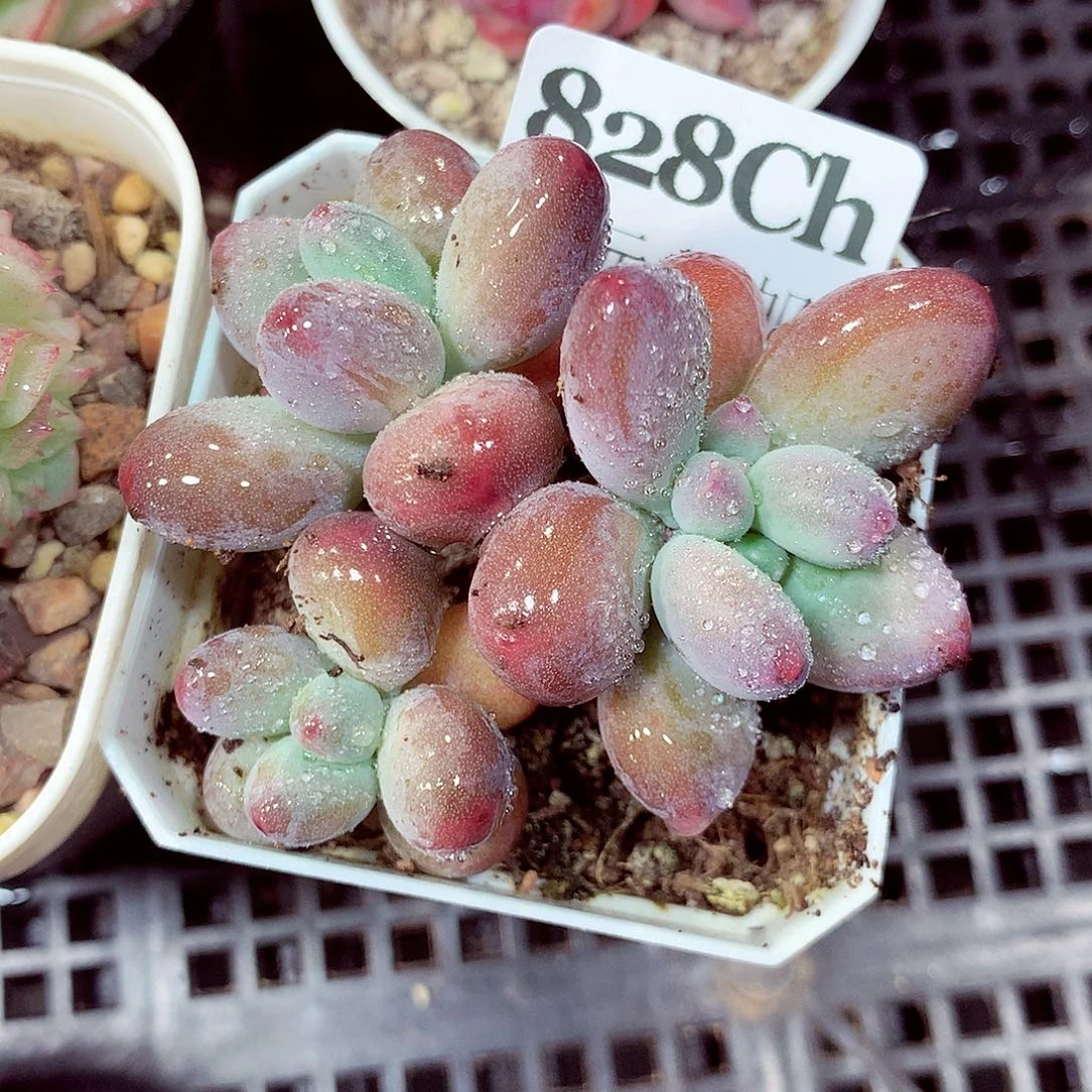 5厘米盆精控多肉828