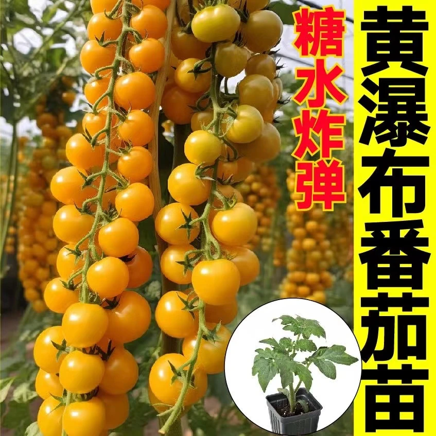 黄瀑布糖水番茄种苗樱桃西红柿种子小圣女果春夏四季蔬菜超甜易种