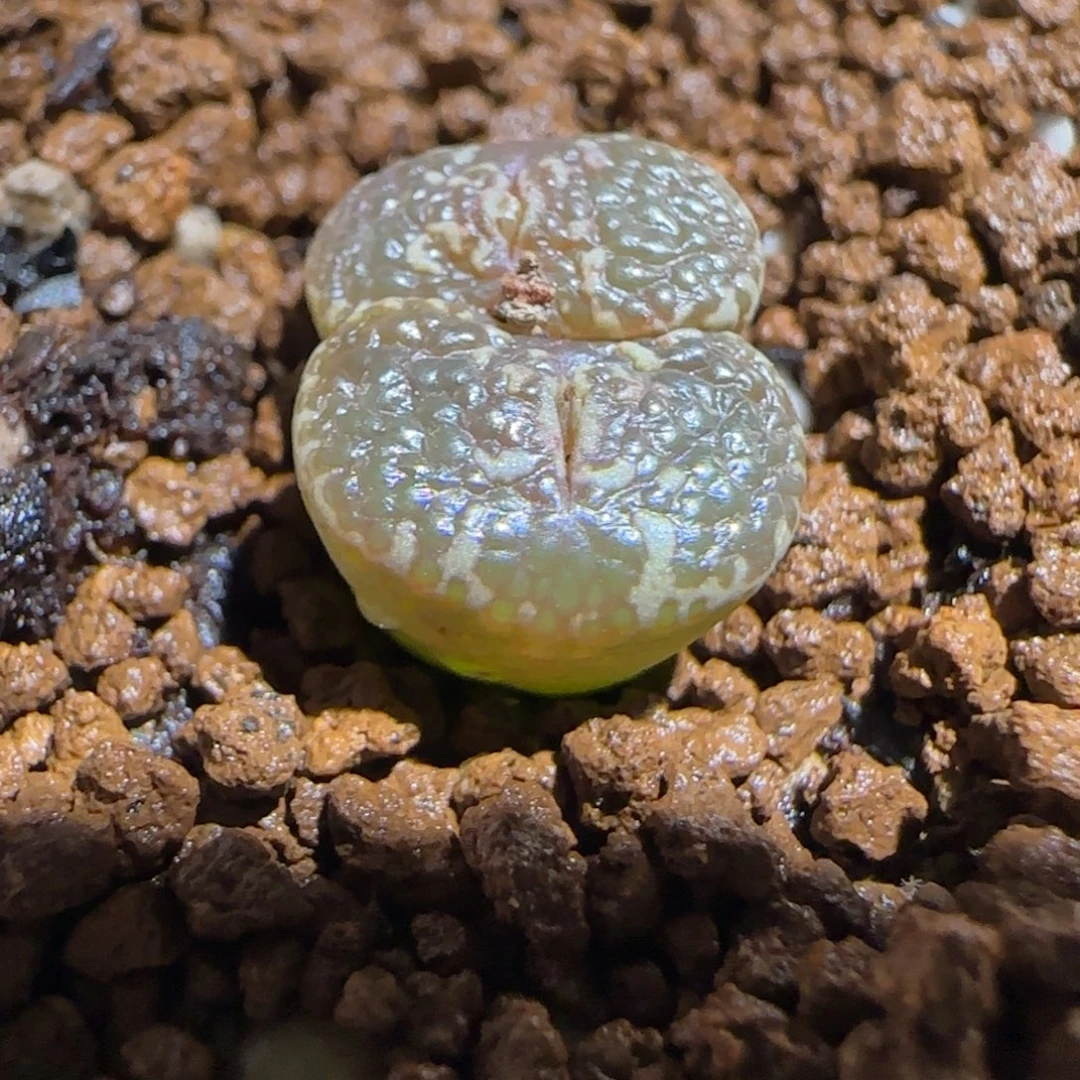 肉锥多肉植物组合-10km泡泡勋615