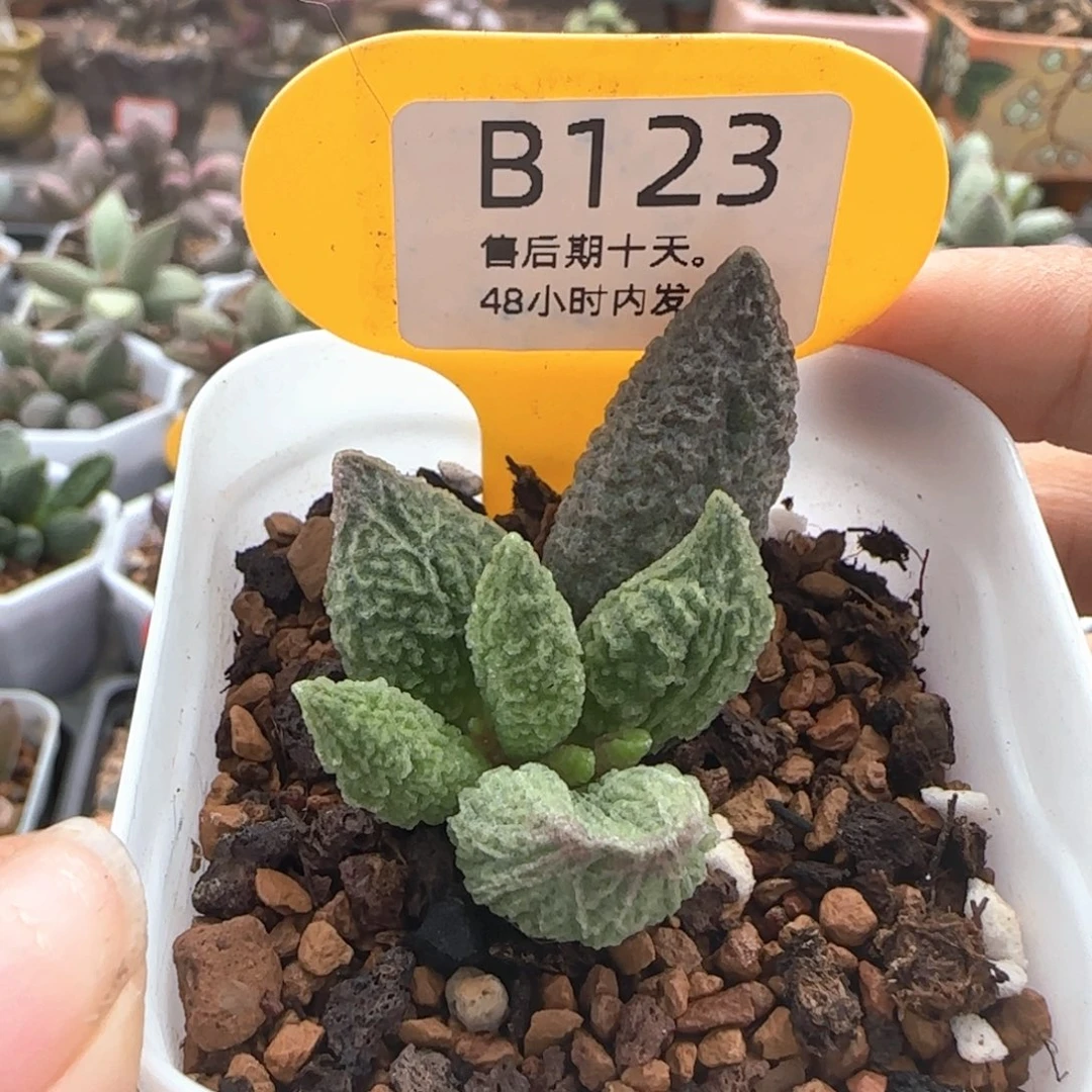 龙珠。     123。
