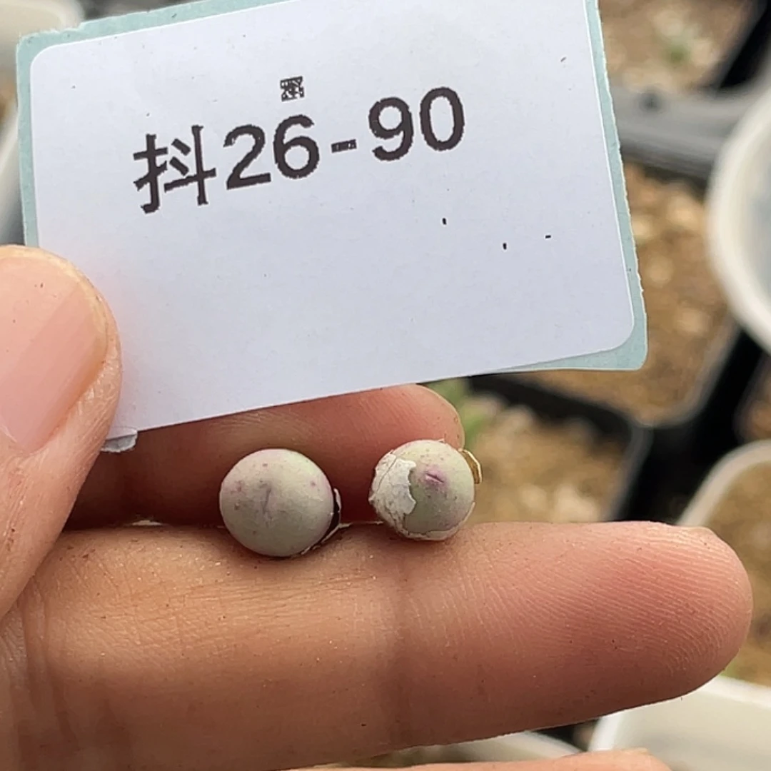 26-90鸭嘴兽苗多肉植物
