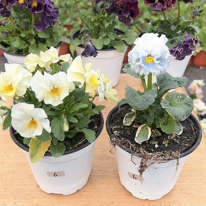 红陶抖音直播闪拍6