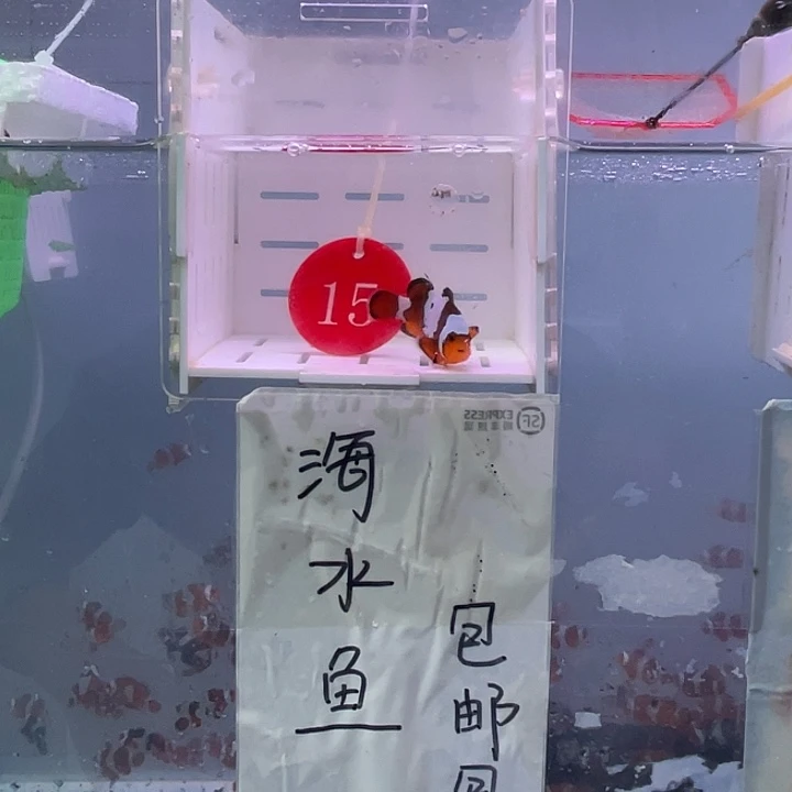 海水鱼瑕疵血印一条